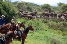 Tanzania-Tanzania-Kilimanjaro Big Game Trail